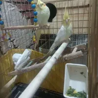 عروس هلندی دست اموز