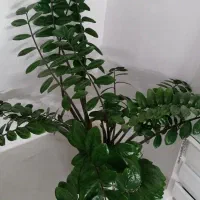 گل زامیفولیا بزرگ و شاداب|گل و گیاه طبیعی|بجنورد, |دیوار