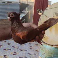 صرب درجه یک