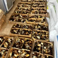 فروشگاه اردک فارم انواع جوجه گلپایگان اردک پکنی|حیوانات مزرعه|سنگر, |دیوار