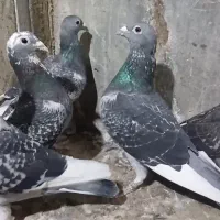 چند عدد. پرنده پلاکی|پرنده|اهواز, کوی علوی|دیوار