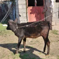 گاو.گاوگوساله.لیشه