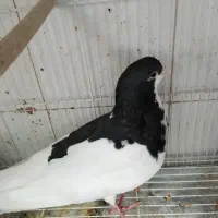 کبوتر شهری|پرنده|شیراز, شیخ علی چوپان|دیوار