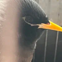 مرغ مینا|پرنده|فیروزآباد (فارس), |دیوار