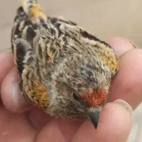 سهرا قیمت فقط ۴۵۰ تخفیف هم دارد