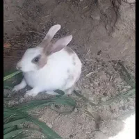 خرگوش فروشی