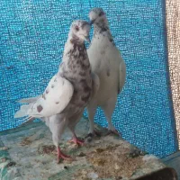 فروش ۳ عدد ماده