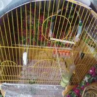 عروس هلندی|پرنده|باسمنج, |دیوار