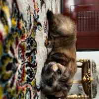 فروش توله‌سگ فقط به افراد مسئول و عاشق حیوانات|سگ|مشگین شهر, |دیوار