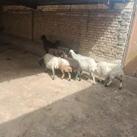 میش|حیوانات مزرعه|الیگودرز, |دیوار