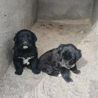 واگذار‌ی‌توله‌قهدریجانی