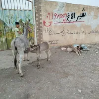 شیر الاغ