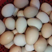 تخم مرغ نطفه دار اصیل