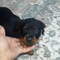 توله های روتوایلر