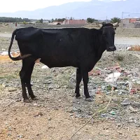 یک راس گاو هلشتاین