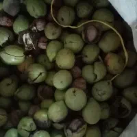 گردو تک کنی