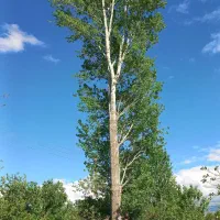 خرید انواع چوب بصورت نقدی