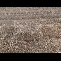 پرس بندی شده سویا|خدمات باغبانی و درختکاری|پارسآباد, |دیوار