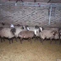 ۲۸راس میش بره