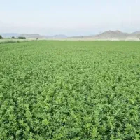 استخدام کارشناس میکروبیولوژی