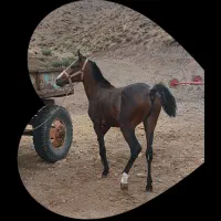 نریان چهارده ماهه