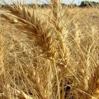 زمین کشاورزی دیم