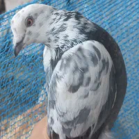 یه جفت دوکت بالغ یه طوقی کوچک اصل یه ساعتی