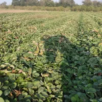 نهال توتفرنگی سابرینا|گل و گیاه طبیعی|دلند, |دیوار