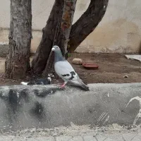 دوبرنرفراری داده م