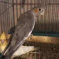 جوجه عروس هلندی|پرنده|قدس, شهرقدس|دیوار