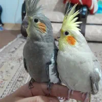 جوجه و عروس