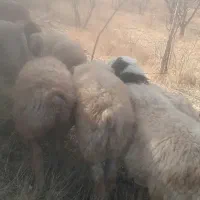 ۲۰ میش ۲۰ بز همه ابستن میشها بردسیر