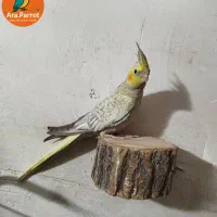 عروس هلندی رام