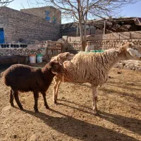 میش زاییده|حیوانات مزرعه|تربت جام, جامرود|دیوار