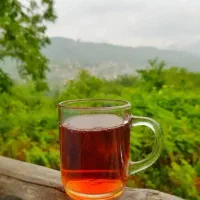 فروش انواع چای ایرانی اورگانیک به قیمت مناسب