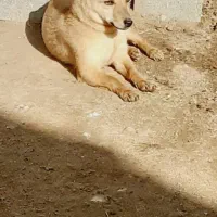 سگ ماده پاکوتاه