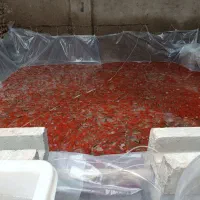 ماهی قرمز به قیمت عمده