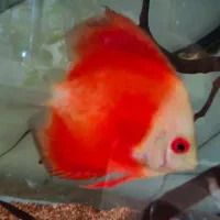 دیسکس|ماهی|زاهدان, |دیوار