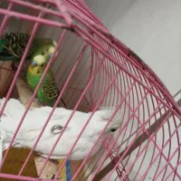 مرغ عشق نر|پرنده|خرمشهر, |دیوار