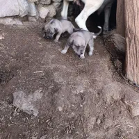 واگزاری دوتا بچه سگ نرو ماده اصل سرابی