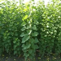 فروش نهال صنوبر درجه یک برای کاشت سریعالرشد|خدمات باغبانی و درختکاری|هشتگرد, هشتگرد قدیم|دیوار