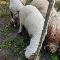 گوسفندبره نر دست وپادار مناسب خانه دار