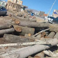 خریدار چوب|خدمات باغبانی و درختکاری|بجنورد, |دیوار