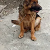 فروش سگ ژرمن