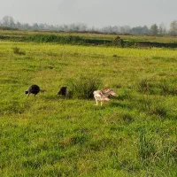 بوقلمون|حیوانات مزرعه|لاهیجان, بازکیاگوراب|دیوار