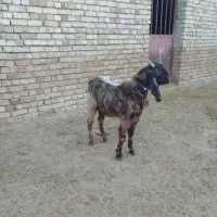 بزغاله بز میش بره|حیوانات مزرعه|سردرود, |دیوار