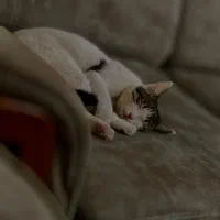 واگذاری گربه