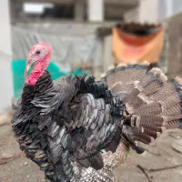 بوقلمون برنز نر ۲ عدد