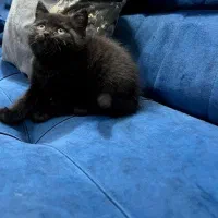 دو گربه بریتیش بلو و مشکی|گربه|اهواز, گلستان|دیوار