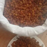 کشمش|عمدهفروشی|بجنورد, |دیوار